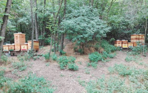 Bienenstand in Großengersdorf